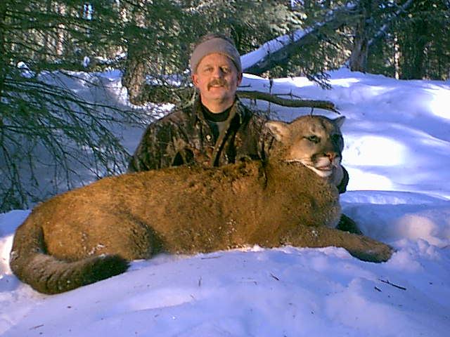 cougar in michigan