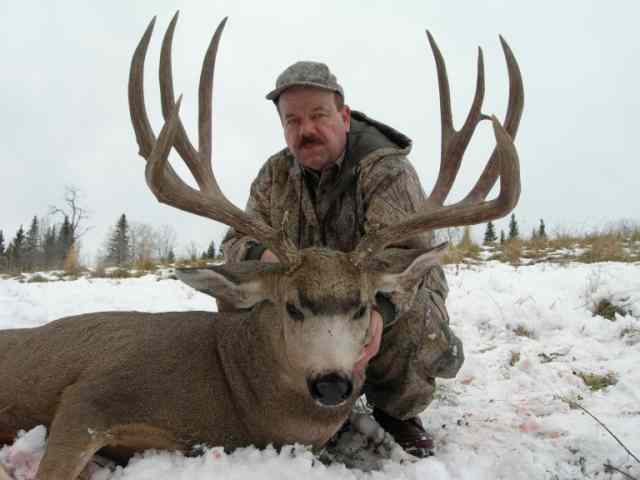 Alberta Mule Deer