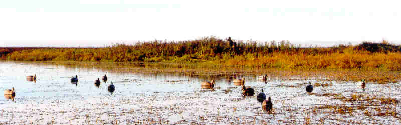 Photo of duck blind, hunters and decoys