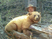 photo of blonde color phase spring bear