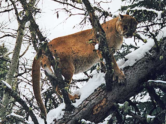 Alberta Trophy Cougar Hunt Alberta Hunt 5132